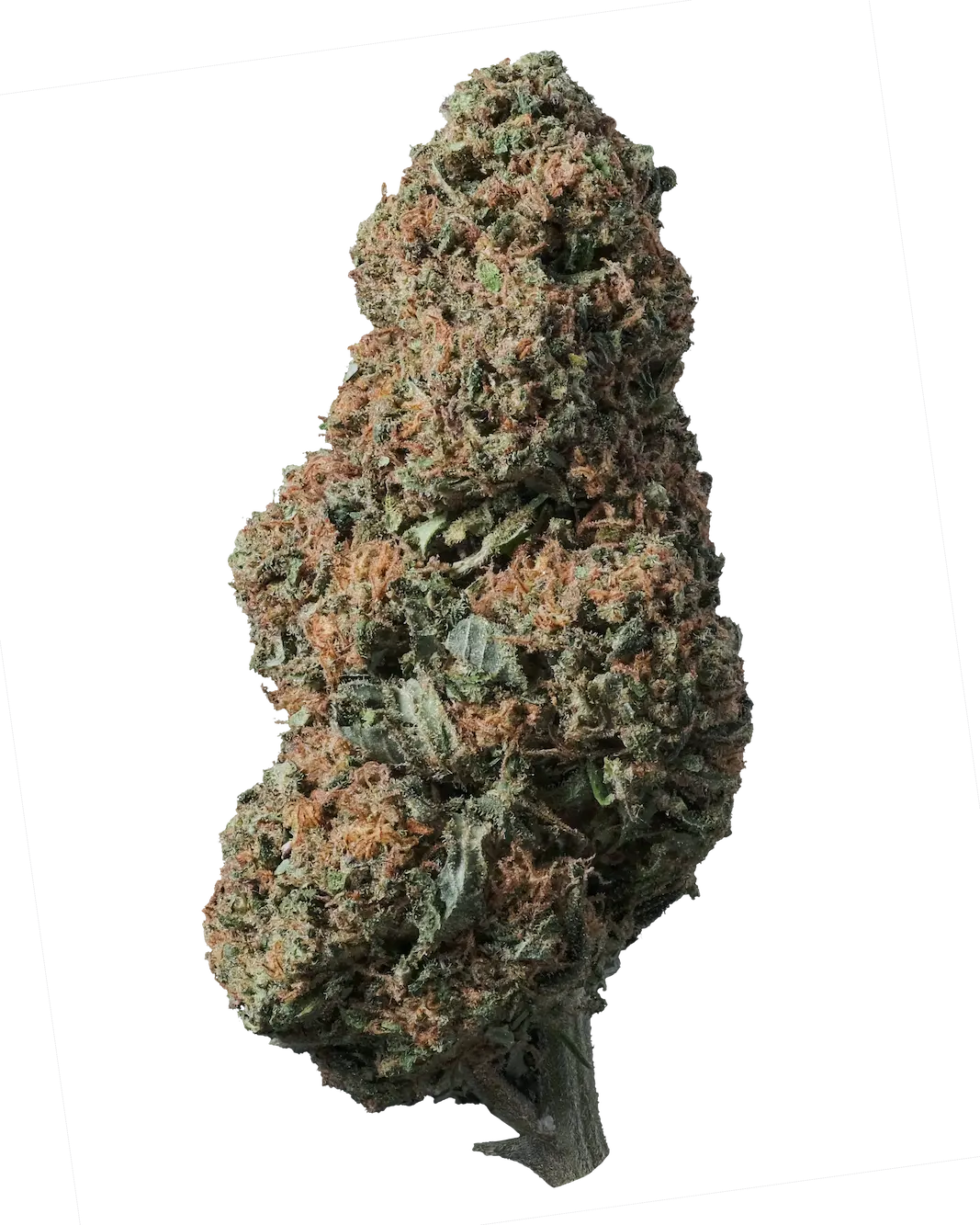 Un fiore di CBD essiccato